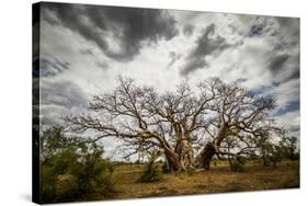 Boab or Australian Baobab trees (Adansonia gregorii) with clouds, Western Australia-Paul Williams-Stretched Canvas