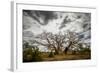 Boab or Australian Baobab trees (Adansonia gregorii) with clouds, Western Australia-Paul Williams-Framed Photographic Print