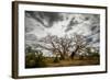 Boab or Australian Baobab trees (Adansonia gregorii) with clouds, Western Australia-Paul Williams-Framed Photographic Print