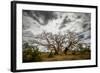 Boab or Australian Baobab trees (Adansonia gregorii) with clouds, Western Australia-Paul Williams-Framed Photographic Print