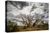 Boab or Australian Baobab trees (Adansonia gregorii) with clouds, Western Australia-Paul Williams-Stretched Canvas