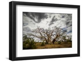 Boab or Australian Baobab trees (Adansonia gregorii) with clouds, Western Australia-Paul Williams-Framed Photographic Print