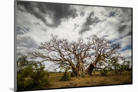 Boab or Australian Baobab trees (Adansonia gregorii) with clouds, Western Australia-Paul Williams-Mounted Photographic Print