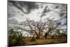 Boab or Australian Baobab trees (Adansonia gregorii) with clouds, Western Australia-Paul Williams-Mounted Photographic Print