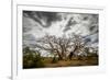 Boab or Australian Baobab trees (Adansonia gregorii) with clouds, Western Australia-Paul Williams-Framed Photographic Print