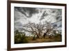 Boab or Australian Baobab trees (Adansonia gregorii) with clouds, Western Australia-Paul Williams-Framed Photographic Print