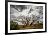 Boab or Australian Baobab trees (Adansonia gregorii) with clouds, Western Australia-Paul Williams-Framed Photographic Print