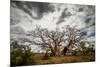 Boab or Australian Baobab trees (Adansonia gregorii) with clouds, Western Australia-Paul Williams-Mounted Photographic Print