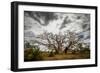 Boab or Australian Baobab trees (Adansonia gregorii) with clouds, Western Australia-Paul Williams-Framed Photographic Print