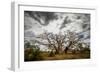 Boab or Australian Baobab trees (Adansonia gregorii) with clouds, Western Australia-Paul Williams-Framed Photographic Print