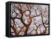 Boab Tree a Common Tree in Northern-null-Framed Stretched Canvas