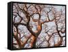 Boab Tree a Common Tree in Northern-null-Framed Stretched Canvas