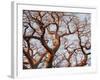 Boab Tree a Common Tree in Northern-null-Framed Photographic Print