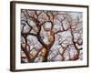 Boab Tree a Common Tree in Northern-null-Framed Photographic Print