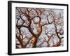 Boab Tree a Common Tree in Northern-null-Framed Photographic Print