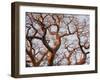 Boab Tree a Common Tree in Northern-null-Framed Photographic Print