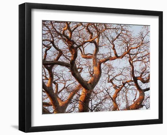 Boab Tree a Common Tree in Northern-null-Framed Photographic Print