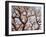 Boab Tree a Common Tree in Northern-null-Framed Photographic Print