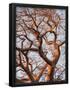 Essential Black