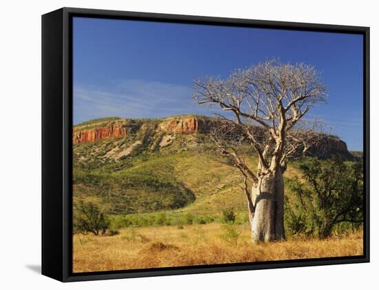 Boab Tree and Cockburn Ranges, Kimberley, Western Australia, Australia, Pacific-Schlenker Jochen-Framed Stretched Canvas