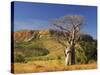 Boab Tree and Cockburn Ranges, Kimberley, Western Australia, Australia, Pacific-Schlenker Jochen-Stretched Canvas