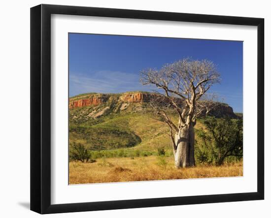 Boab Tree and Cockburn Ranges, Kimberley, Western Australia, Australia, Pacific-Schlenker Jochen-Framed Photographic Print