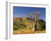 Boab Tree and Cockburn Ranges, Kimberley, Western Australia, Australia, Pacific-Schlenker Jochen-Framed Photographic Print