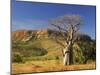 Boab Tree and Cockburn Ranges, Kimberley, Western Australia, Australia, Pacific-Schlenker Jochen-Mounted Photographic Print