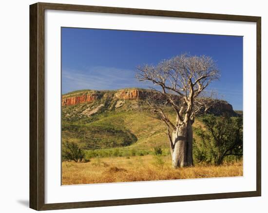 Boab Tree and Cockburn Ranges, Kimberley, Western Australia, Australia, Pacific-Schlenker Jochen-Framed Photographic Print