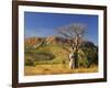 Boab Tree and Cockburn Ranges, Kimberley, Western Australia, Australia, Pacific-Schlenker Jochen-Framed Photographic Print