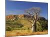 Boab Tree and Cockburn Ranges, Kimberley, Western Australia, Australia, Pacific-Schlenker Jochen-Mounted Photographic Print