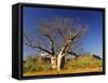 Boab Tree and Cockburn Ranges, Kimberley, Western Australia, Australia, Pacific-Schlenker Jochen-Framed Stretched Canvas