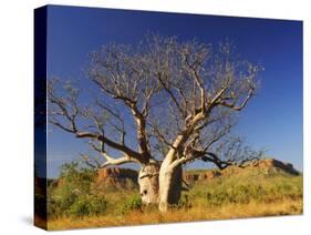 Boab Tree and Cockburn Ranges, Kimberley, Western Australia, Australia, Pacific-Schlenker Jochen-Stretched Canvas