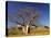 Boab Tree and Cockburn Ranges, Kimberley, Western Australia, Australia, Pacific-Schlenker Jochen-Stretched Canvas