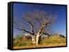 Boab Tree and Cockburn Ranges, Kimberley, Western Australia, Australia, Pacific-Schlenker Jochen-Framed Stretched Canvas