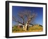 Boab Tree and Cockburn Ranges, Kimberley, Western Australia, Australia, Pacific-Schlenker Jochen-Framed Photographic Print