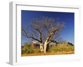 Boab Tree and Cockburn Ranges, Kimberley, Western Australia, Australia, Pacific-Schlenker Jochen-Framed Photographic Print