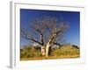 Boab Tree and Cockburn Ranges, Kimberley, Western Australia, Australia, Pacific-Schlenker Jochen-Framed Photographic Print