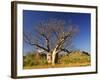 Boab Tree and Cockburn Ranges, Kimberley, Western Australia, Australia, Pacific-Schlenker Jochen-Framed Photographic Print