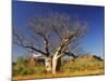 Boab Tree and Cockburn Ranges, Kimberley, Western Australia, Australia, Pacific-Schlenker Jochen-Mounted Photographic Print