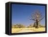 Boab Tree and Gravel Road, Kimberley, Western Australia, Australia, Pacific-Jochen Schlenker-Framed Stretched Canvas