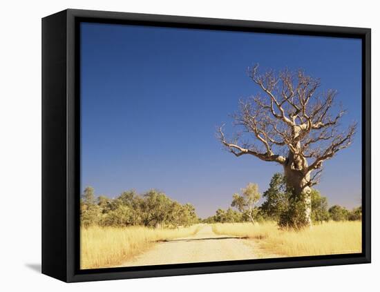 Boab Tree and Gravel Road, Kimberley, Western Australia, Australia, Pacific-Jochen Schlenker-Framed Stretched Canvas