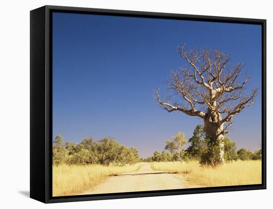Boab Tree and Gravel Road, Kimberley, Western Australia, Australia, Pacific-Jochen Schlenker-Framed Stretched Canvas