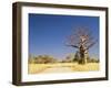 Boab Tree and Gravel Road, Kimberley, Western Australia, Australia, Pacific-Jochen Schlenker-Framed Premium Photographic Print