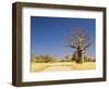 Boab Tree and Gravel Road, Kimberley, Western Australia, Australia, Pacific-Jochen Schlenker-Framed Photographic Print