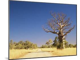 Boab Tree and Gravel Road, Kimberley, Western Australia, Australia, Pacific-Jochen Schlenker-Mounted Photographic Print