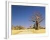 Boab Tree and Gravel Road, Kimberley, Western Australia, Australia, Pacific-Jochen Schlenker-Framed Photographic Print