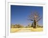 Boab Tree and Gravel Road, Kimberley, Western Australia, Australia, Pacific-Jochen Schlenker-Framed Photographic Print