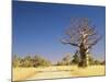 Boab Tree and Gravel Road, Kimberley, Western Australia, Australia, Pacific-Jochen Schlenker-Mounted Photographic Print