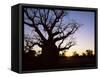 Boab Tree and Gravel Road, Kimberley, Western Australia, Australia, Pacific-Jochen Schlenker-Framed Stretched Canvas